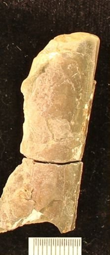 Baculites