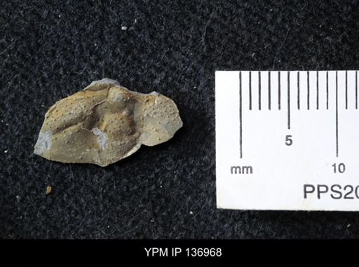 Ctenocephalus maltheus