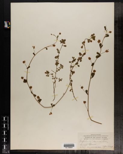 Plantae