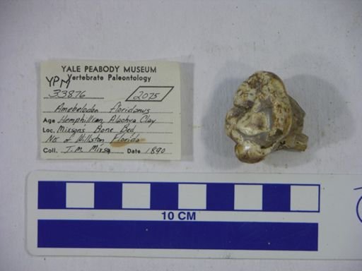 Amebelodon floridanus