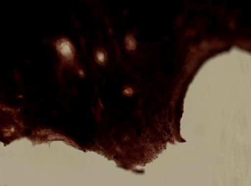 Ianthella sp.