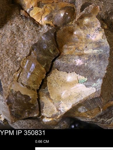 undet. Ammonoidea