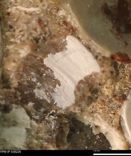 Corbulamella gregaria