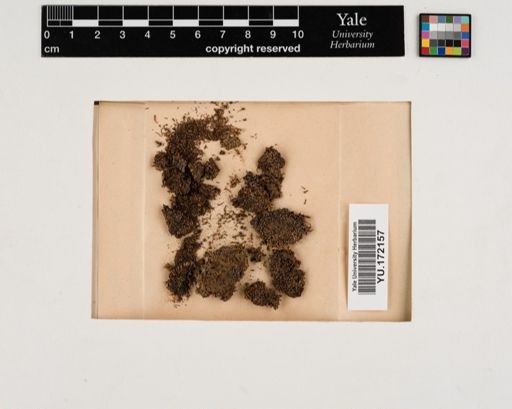 Plantae