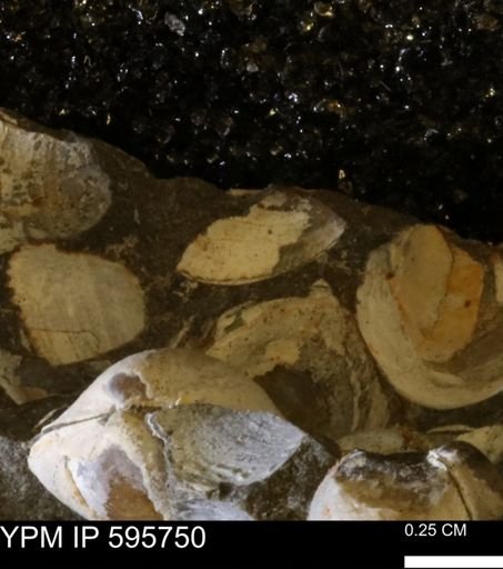Protocardia sp.