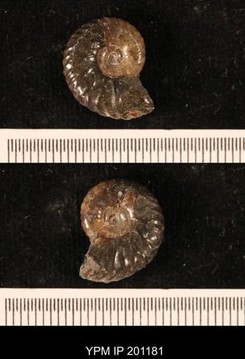 Hoploscaphites comprimus