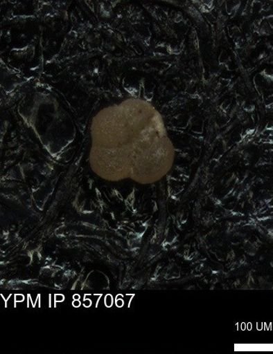 undet. Foraminiferida