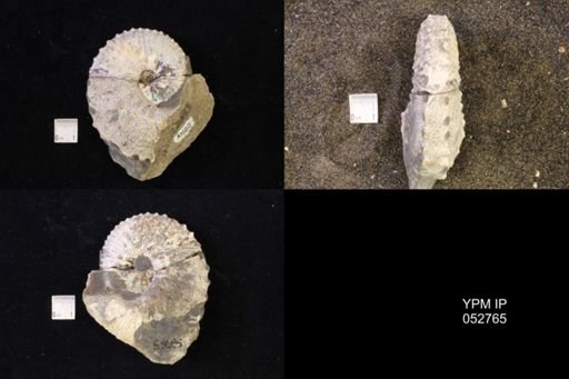 Jeletzkytes nebrascensis