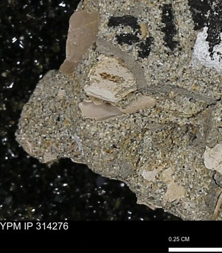 undet. Scaphopoda