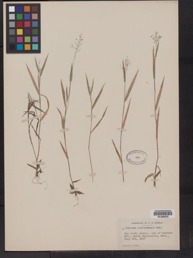 Panicum meridionale