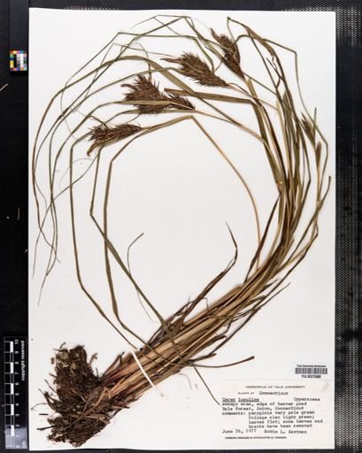Carex lupulina