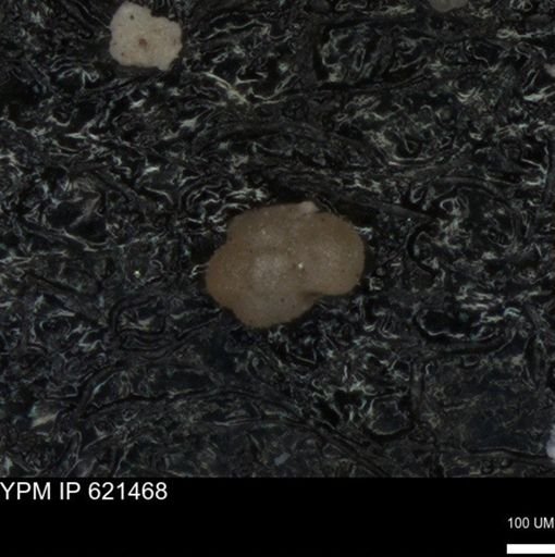 undet. Foraminiferida