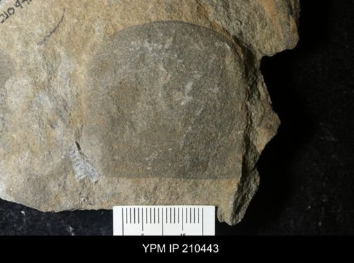Grossopterus inexpectans