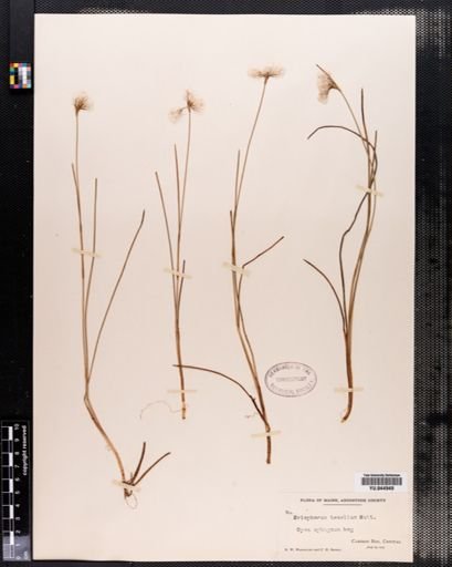 Eriophorum tenellum