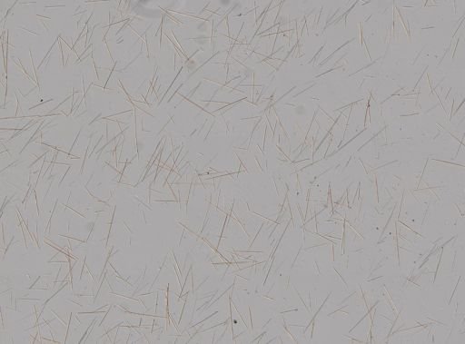 Clathria juniperina
