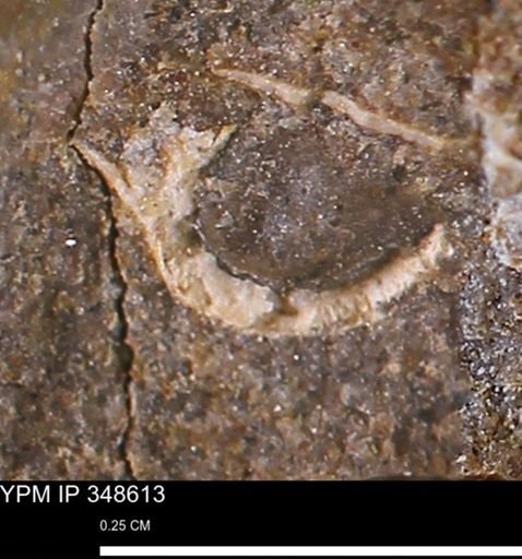 undet. Mollusca