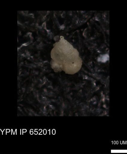 undet. Heterohelicidae