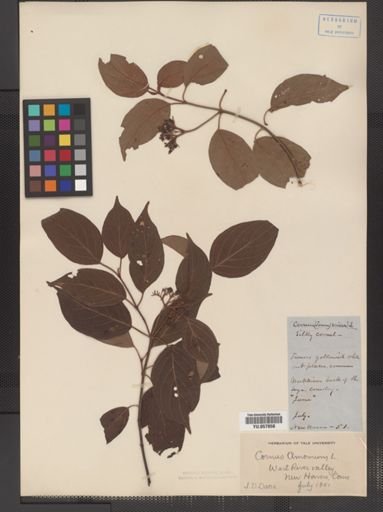 Cornus amomum