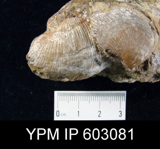 Gigantoproductus latissimus