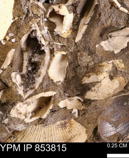 undet. Mollusca