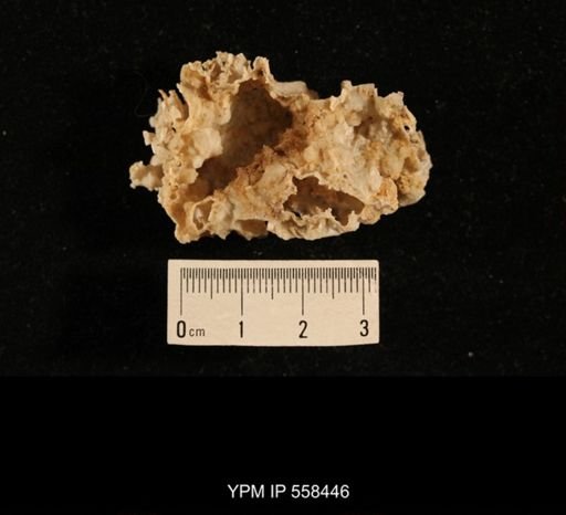 taxon undetermined