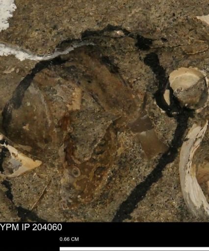undet. Brachyura