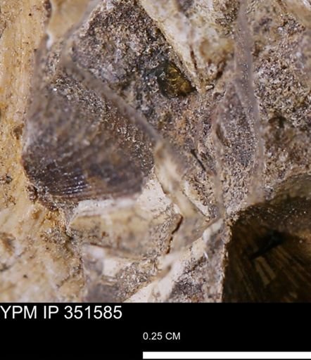 undet. Bivalvia