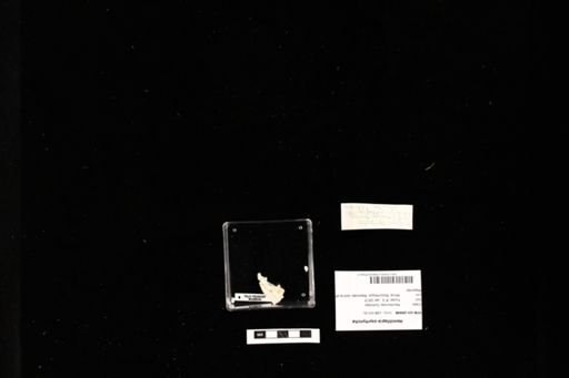 Hemitilapia oxyrhyncha