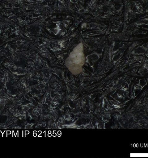 undet. Heterohelicidae