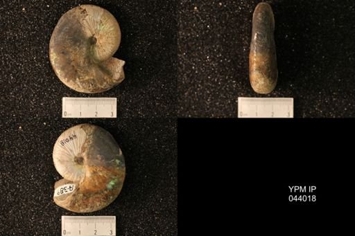 Hoploscaphites nicolletii