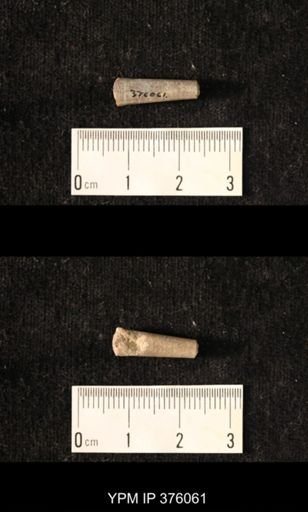 Pseudorthoceras knoxense