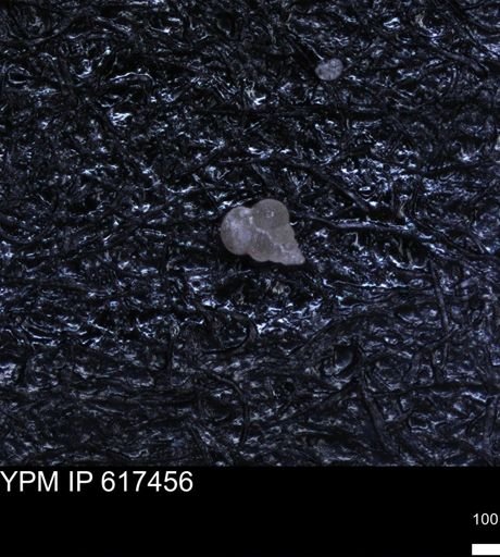 undet. Heterohelicidae
