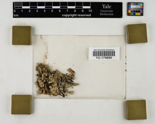 Plantae