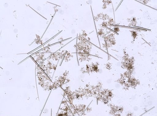 Dendoricella rhopalum
