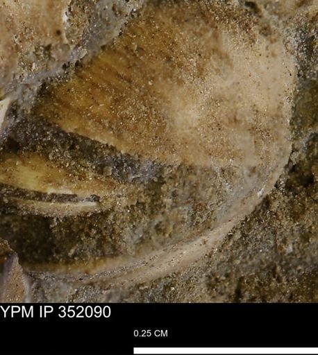 undet. Bivalvia