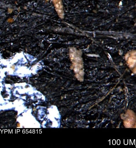 Verneuilinoides kansasensis