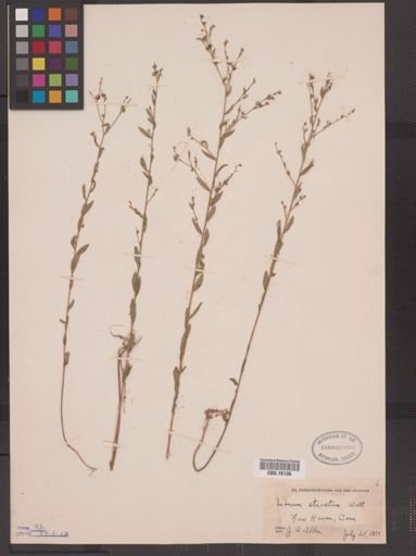 Linum striatum