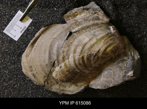 Inoceramus sp.