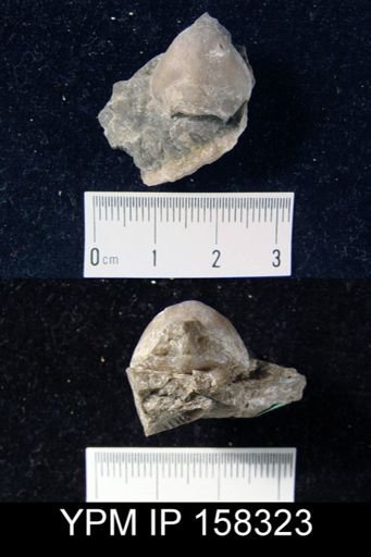 Eatonia peculiaris