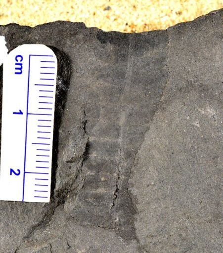 Pecopteris sp.