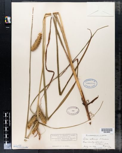 Carex retrorsa