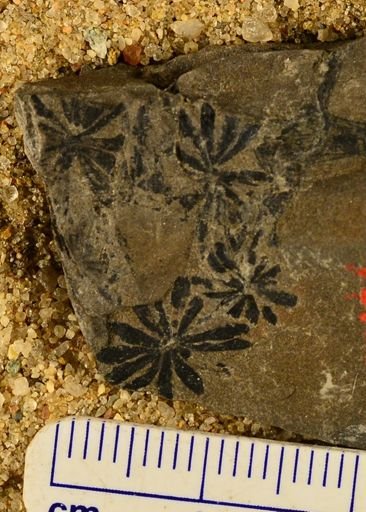 Annularia sp.
