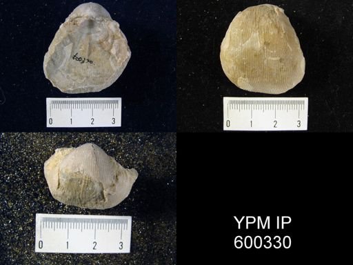 Linoproductus sp.