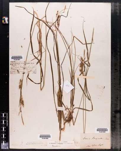 Carex sprengelii