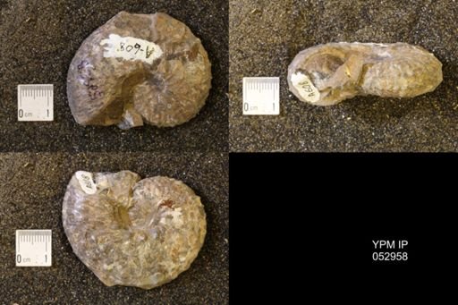 Discoscaphites gulosus