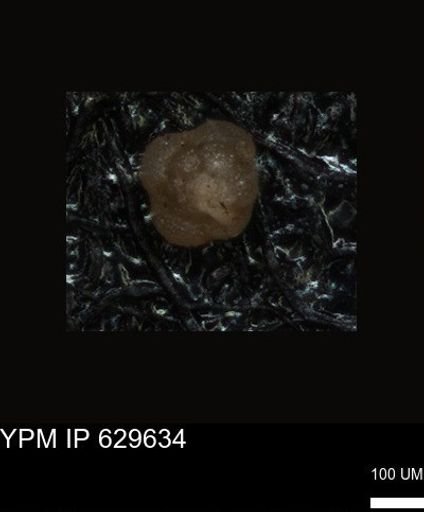 undet. Foraminiferida