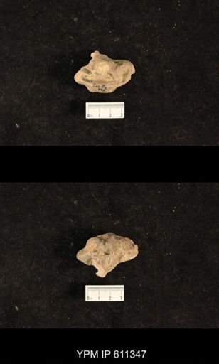 Monticulipora mammulata