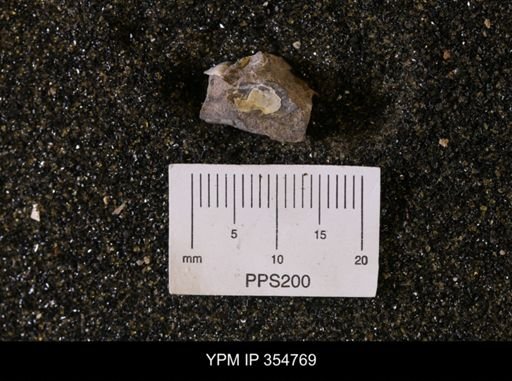 Pseudoptera subtortuosa