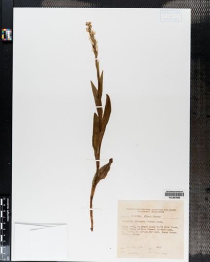 Plantae