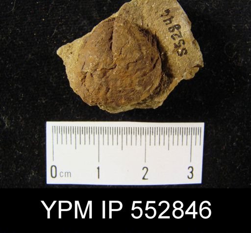 Productella sp.